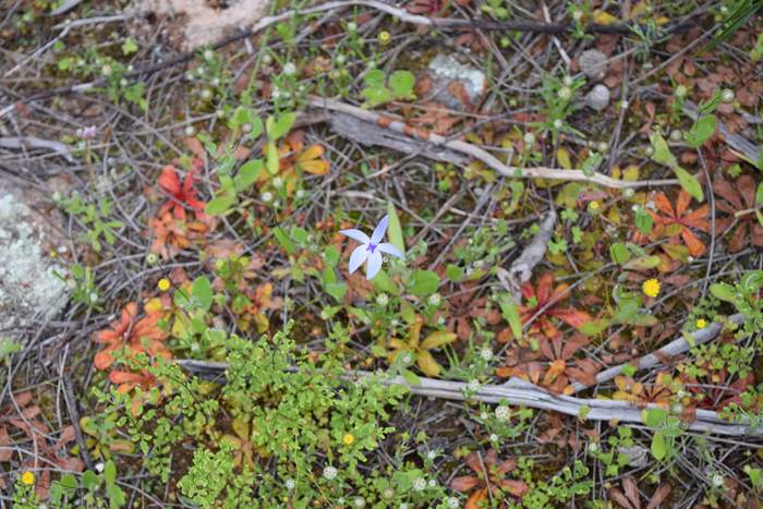 Cyanicula - Orchid-blue-fairy2-Orchid-Ridge-Sep-2018p0004.JPG